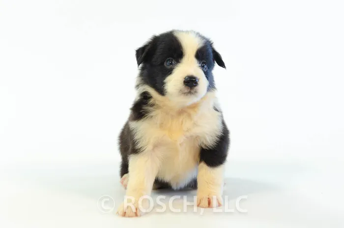 RSE205CPR - Border Collie ♀