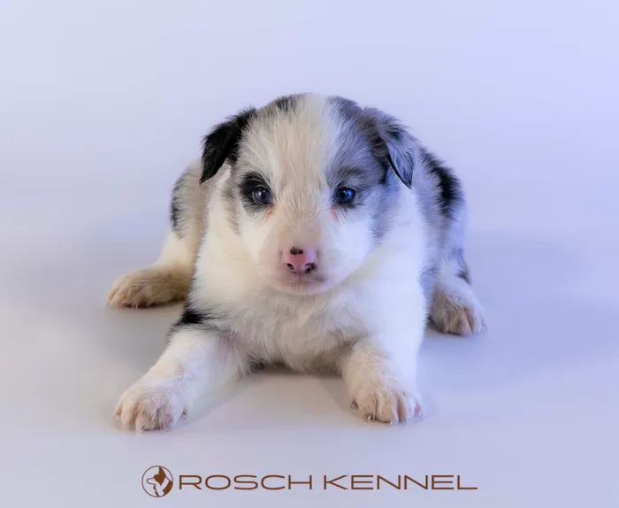 CNE304CPR - ボーダーコリー ♀