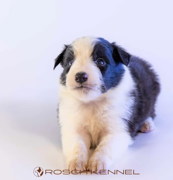 RSE302CPR - ボーダーコリー ♂