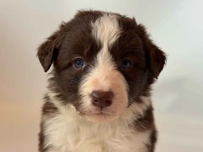 LWR306CPR - Border Collie ♀