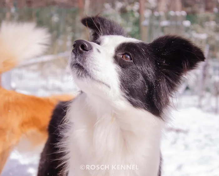 Belle - Border Collie ♀