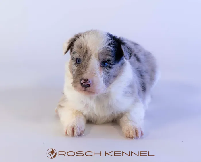 CNE303CPR - ボーダーコリー ♀