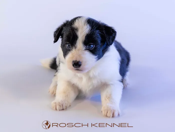 CNE305CPR - ボーダーコリー ♀