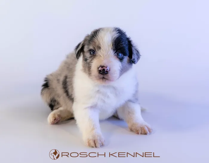 CNE302CPR - ボーダーコリー ♂