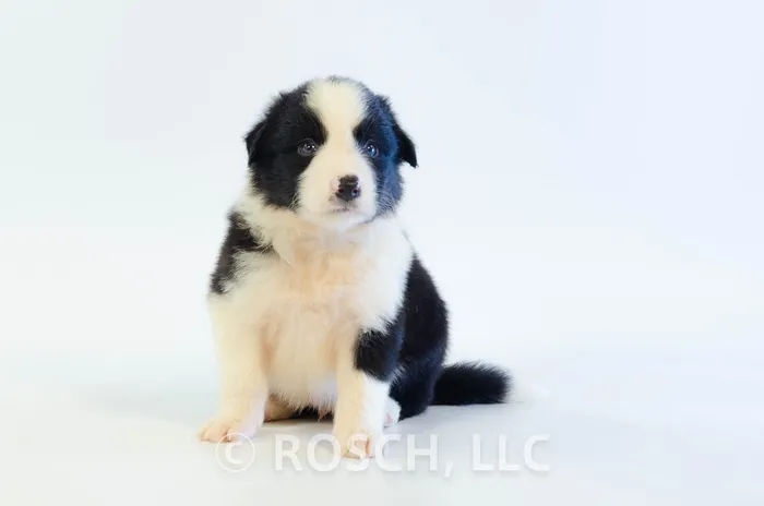NOH301CPR - Border Collie ♂