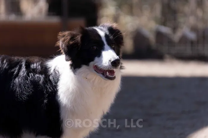 Iluma - ボーダーコリー ♀