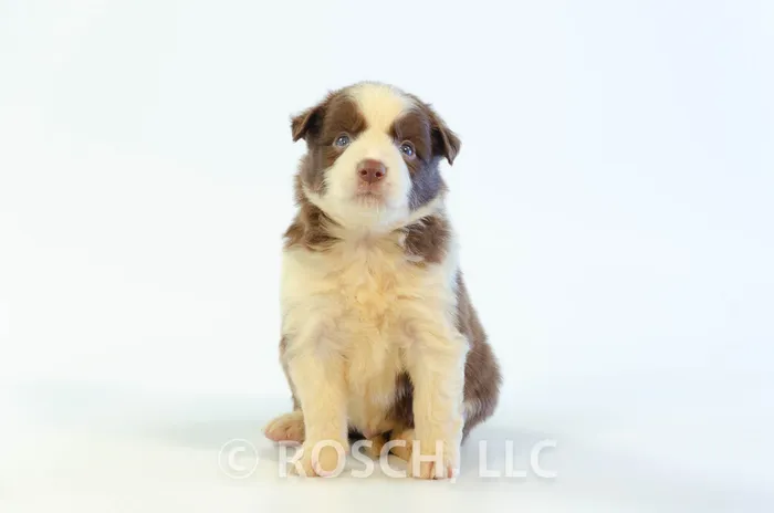 RSE201CPR - Border Collie ♂