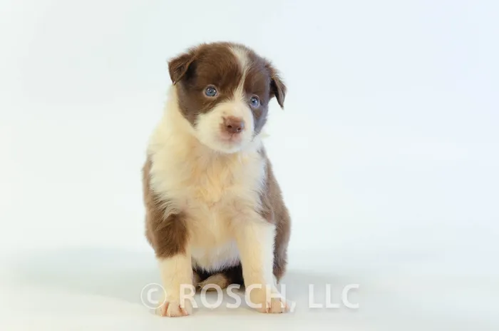 RSE202CPR - Border Collie ♀