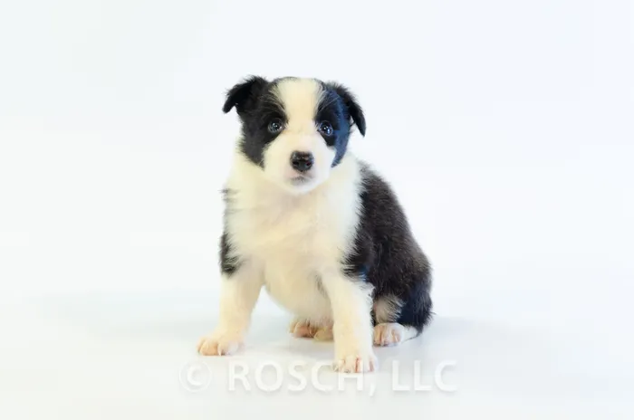 JNA103CPR - Border Collie ♂