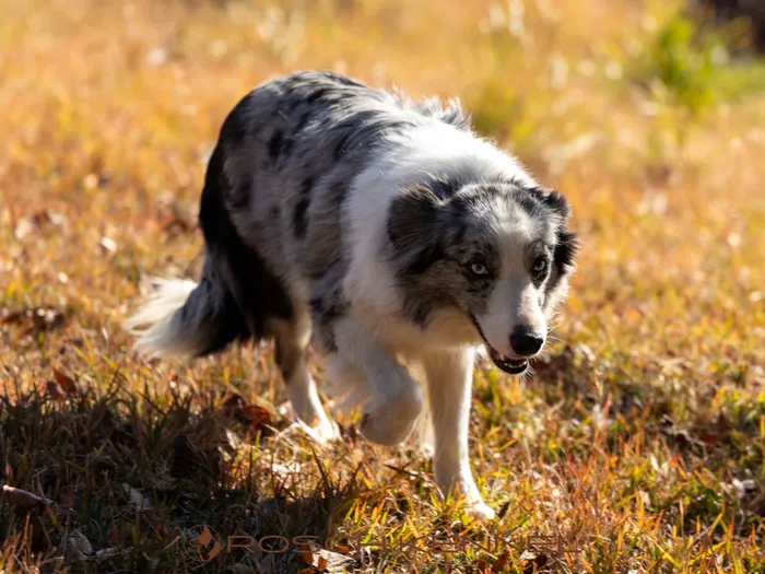 Con - Border Collie ♀