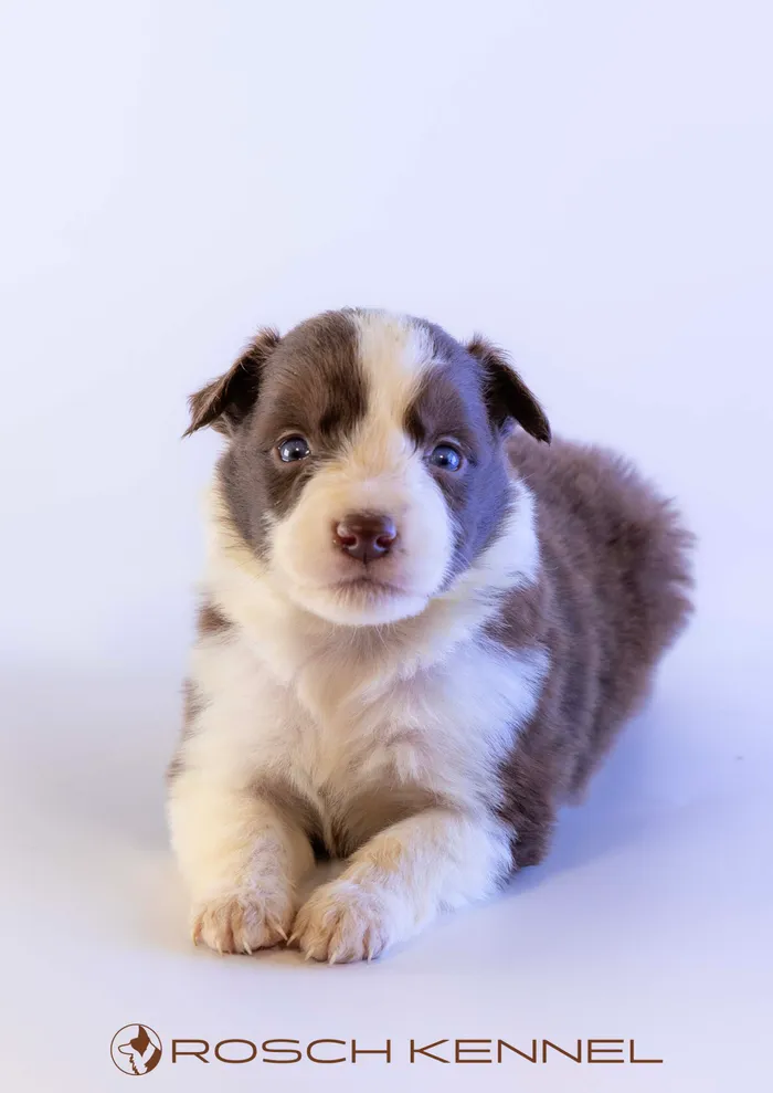 RSE301CPR - ボーダーコリー ♂