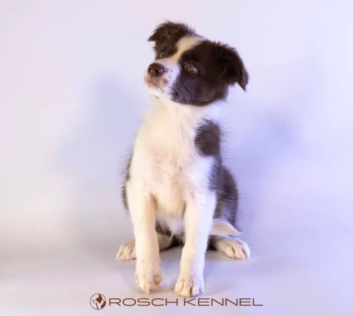 KNK602CPR - Border Collie ♀
