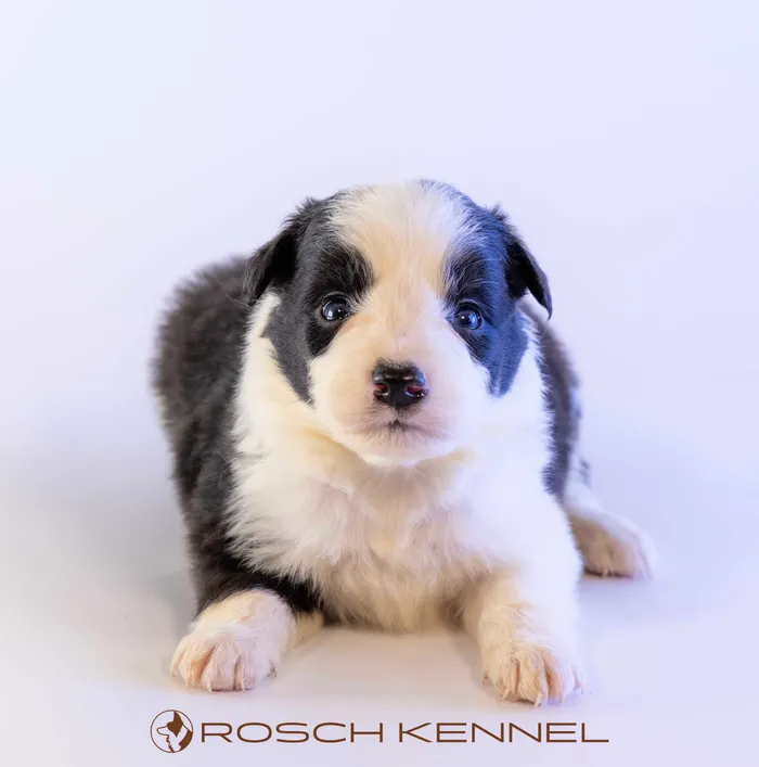 RSE304CPR - ボーダーコリー ♂