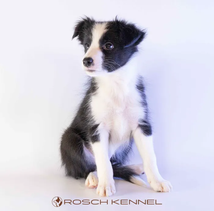 KNK603CPR - Border Collie ♀