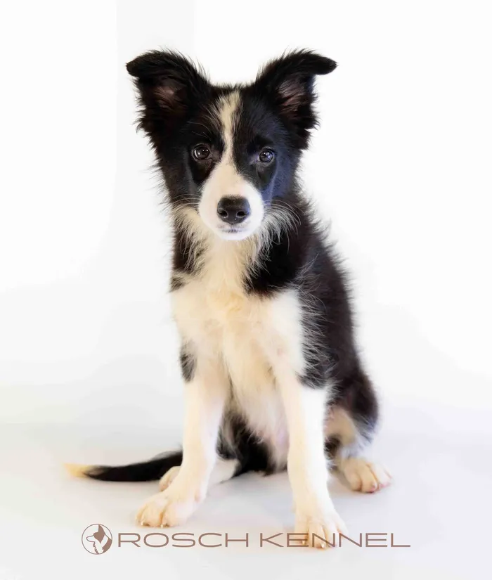  NOH303CPR - Border Collie ♂