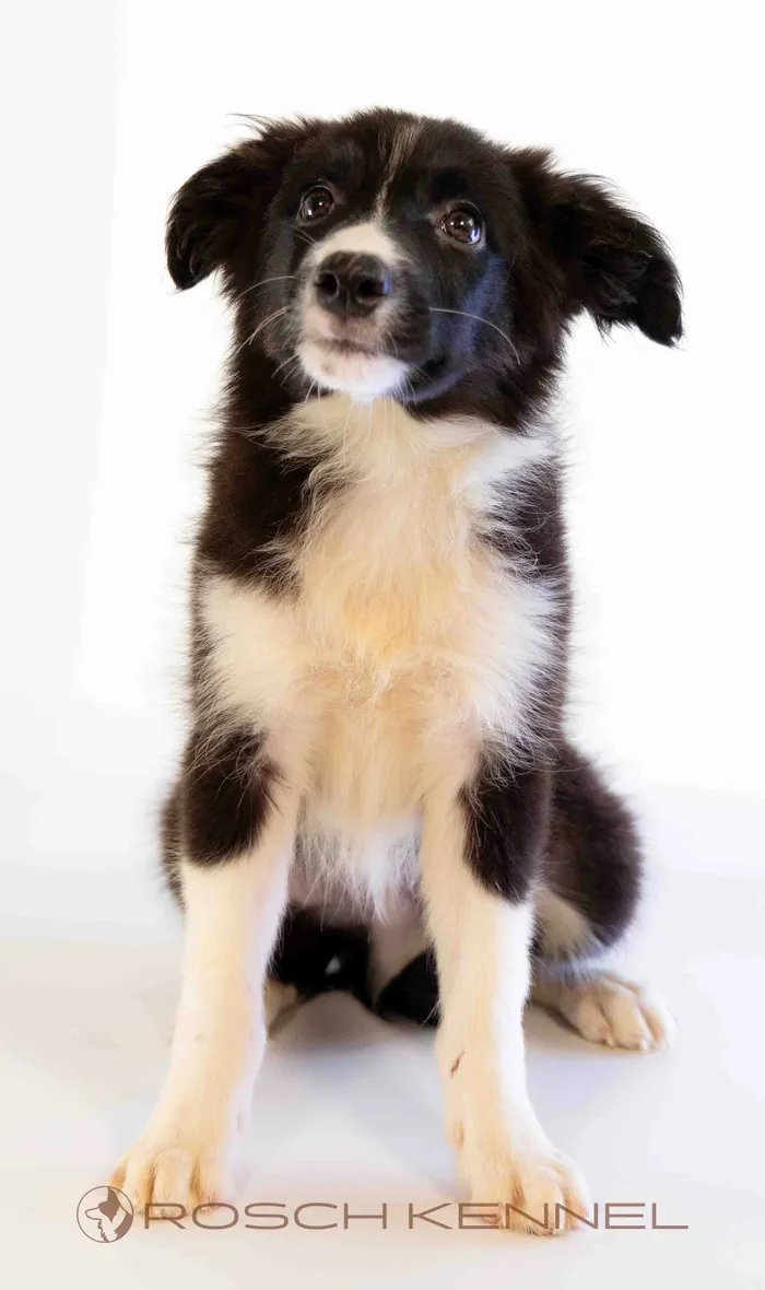  NOH302CPR - Border Collie ♂