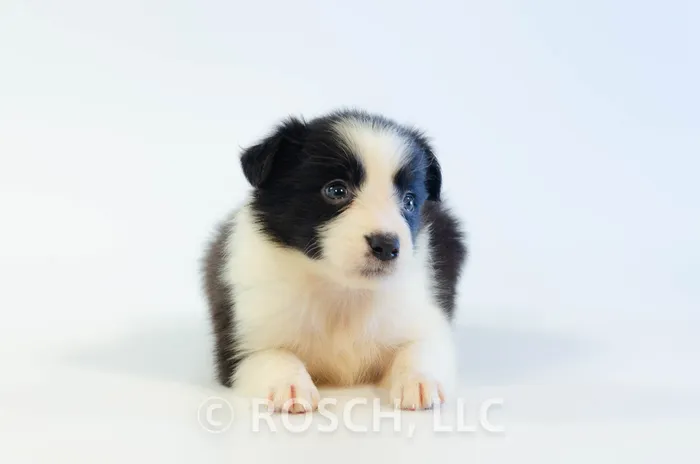 ILM406CPR - Border Collie ♀