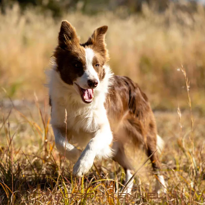 Rosé - ボーダーコリー ♀
