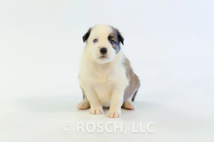 JNA104CPR - Border Collie ♀