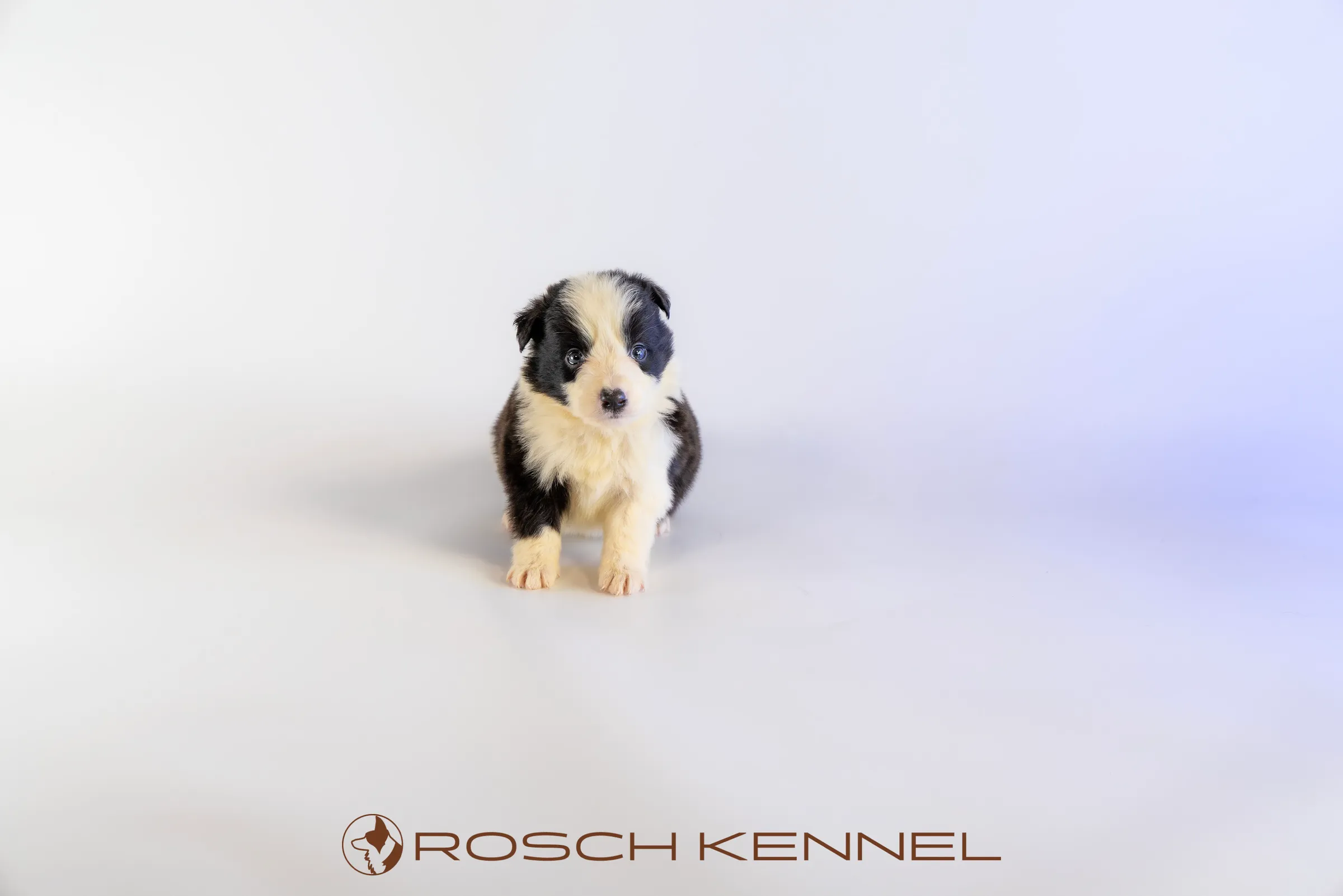 RSE304CPR - Photo 10