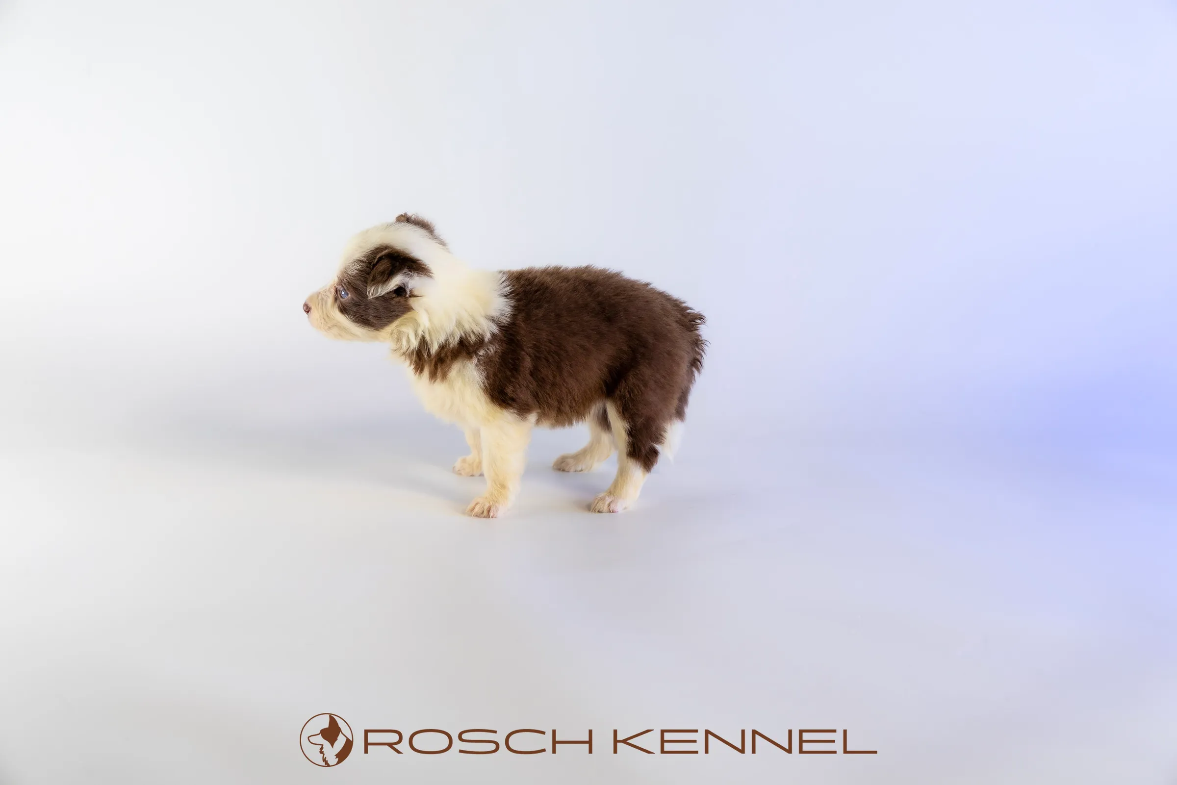 RSE305CPR - Photo 11