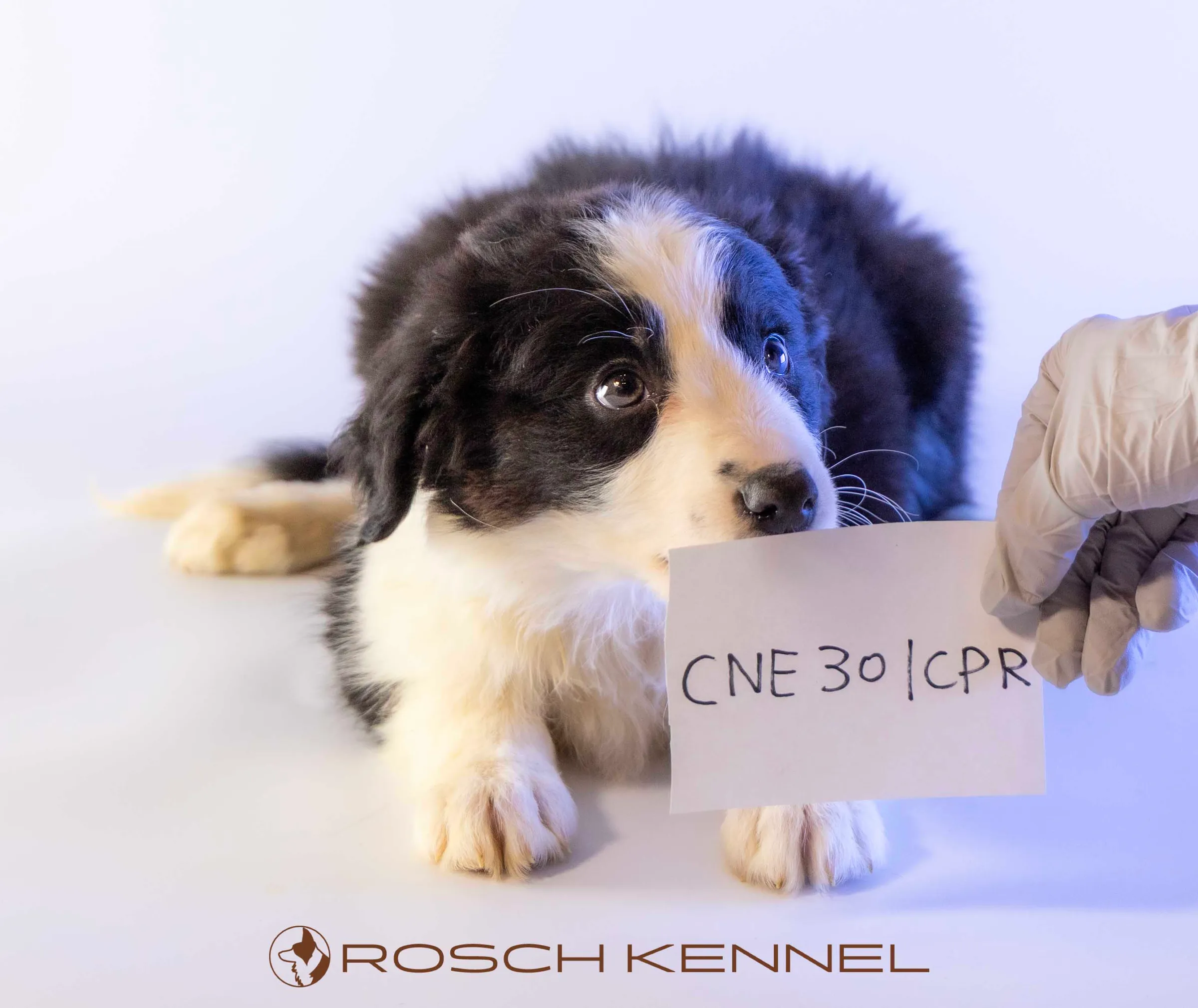 CNE301CPR - Photo 11