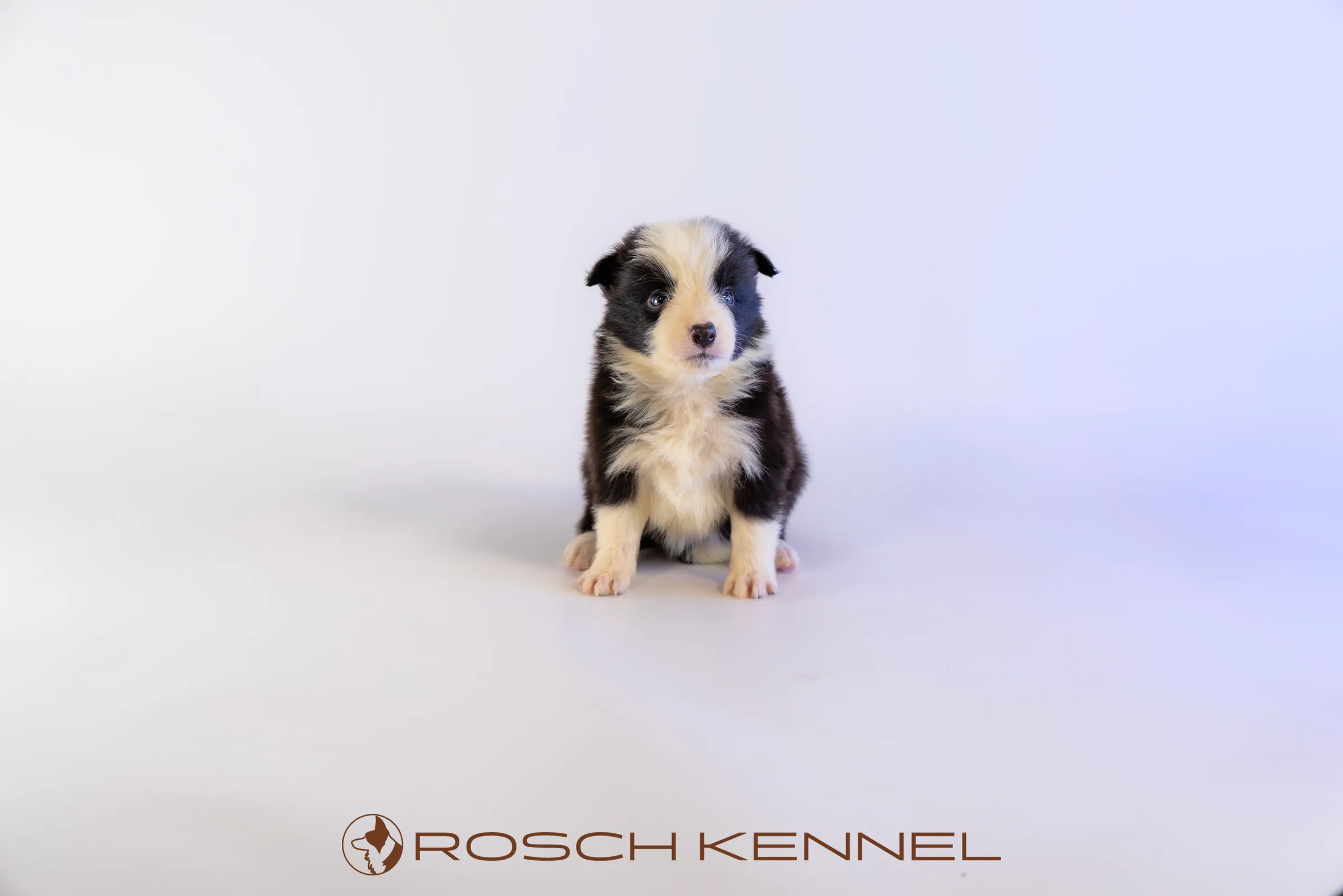 RSE303CPR - Photo 12