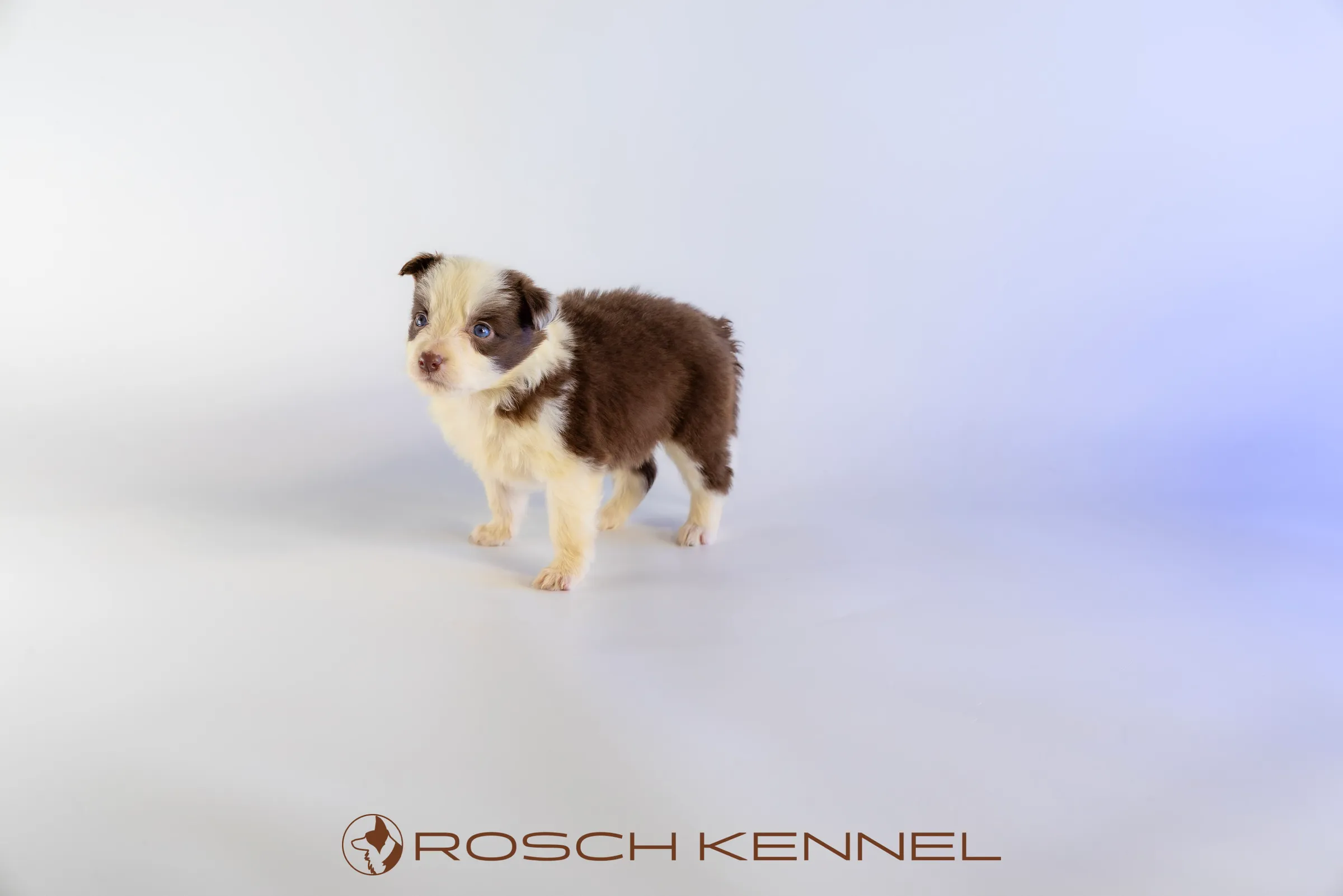 RSE305CPR - Photo 12