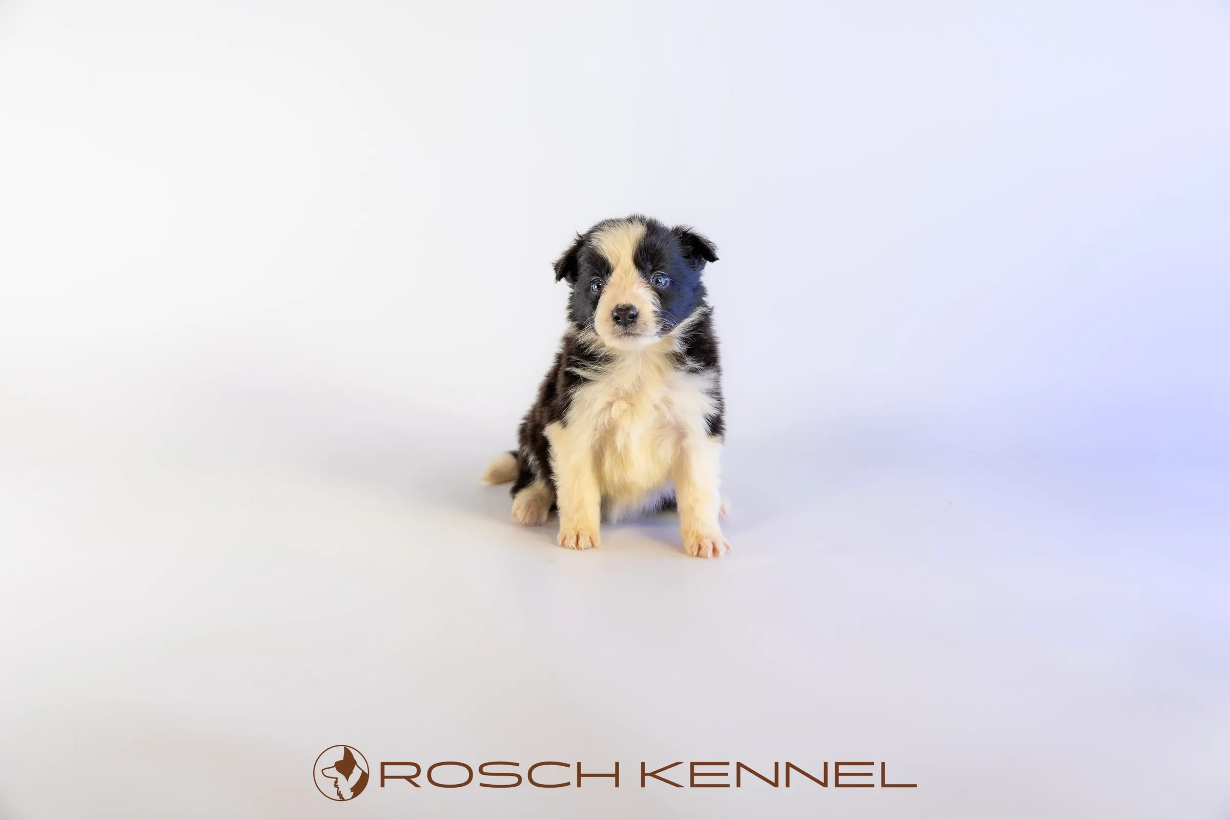 RSE306CPR - Photo 12