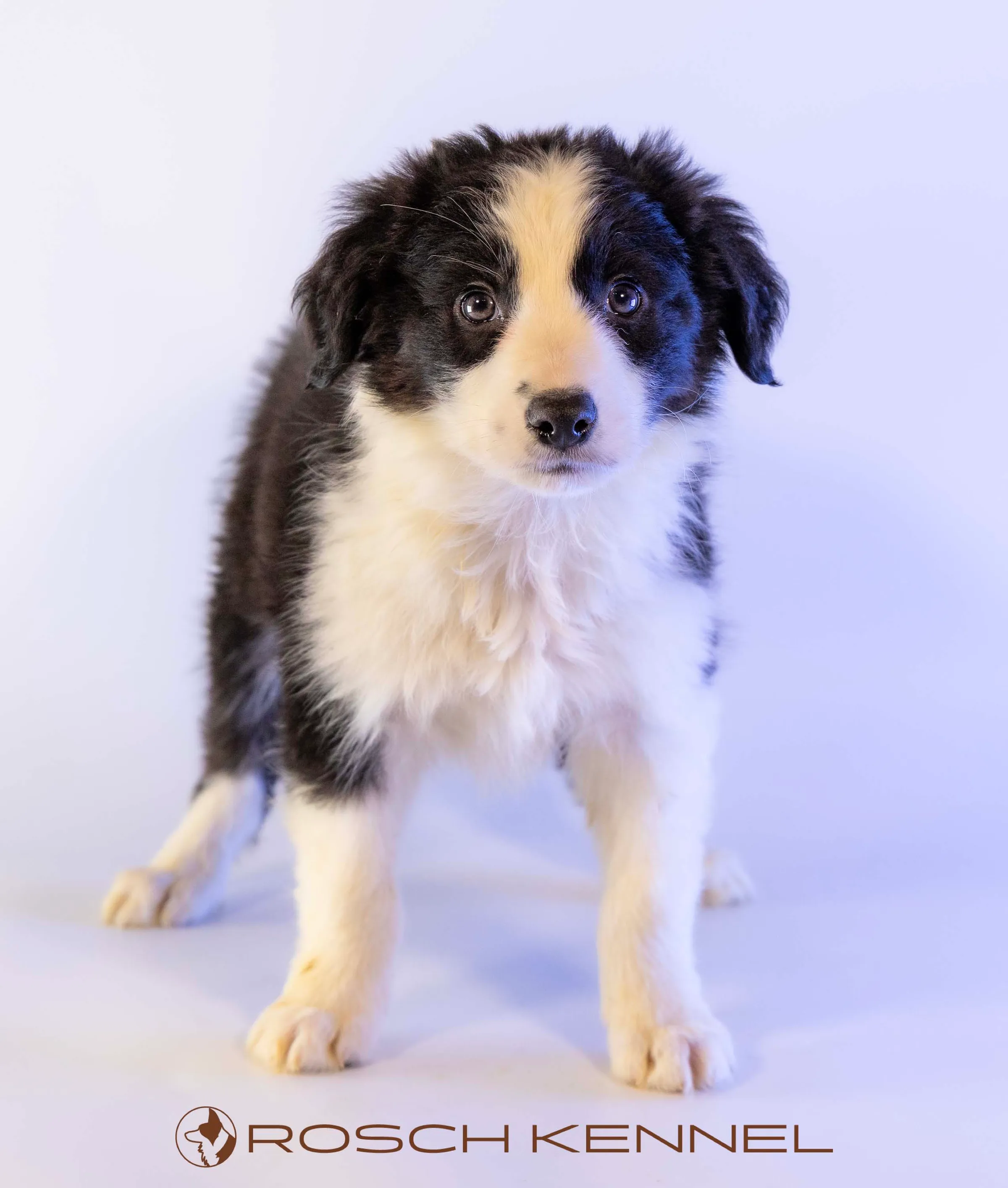 CNE301CPR - Photo 13